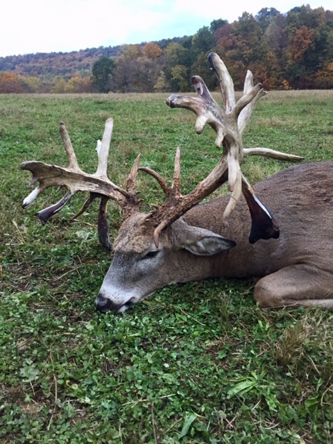 Big Cove High Fence Whitetails – Deer Harvest